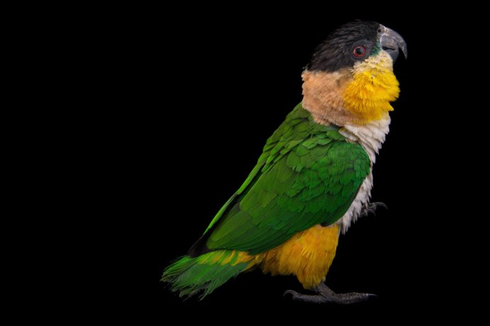 Pionites melanocephalus
