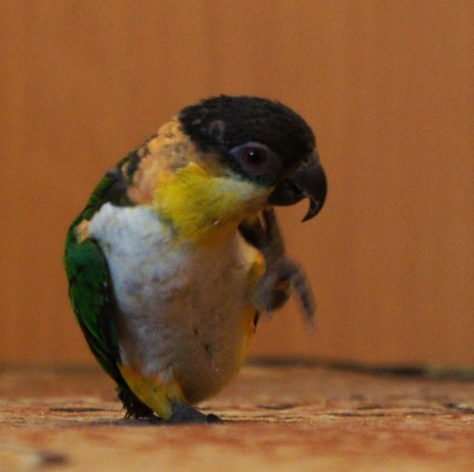 Pionites melanocephalus