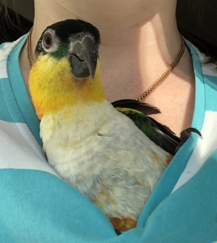 Black - headed Caique