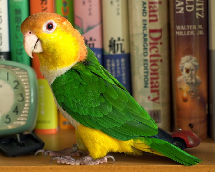 Caique Parrot попугай