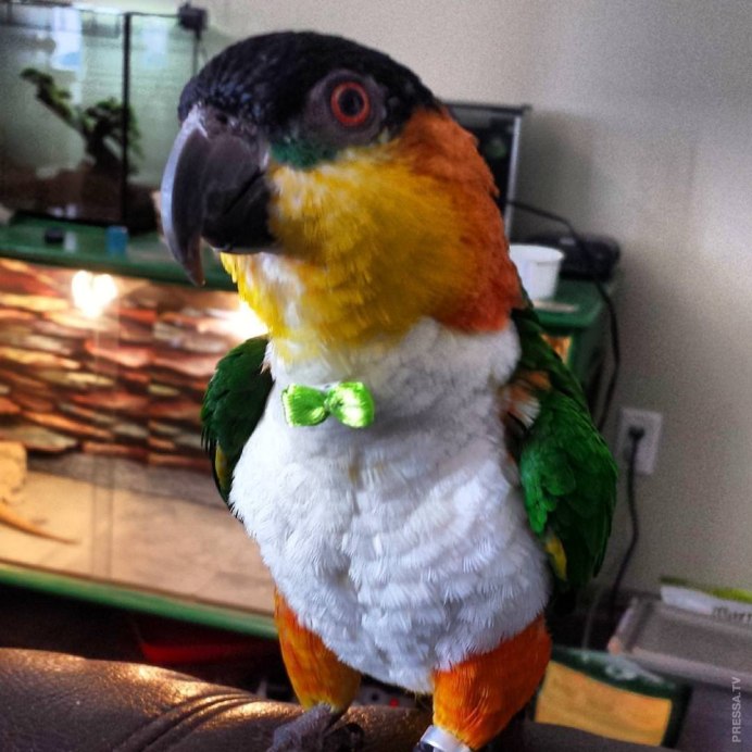Parrot Katarakt