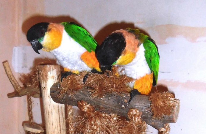 Греческий каик