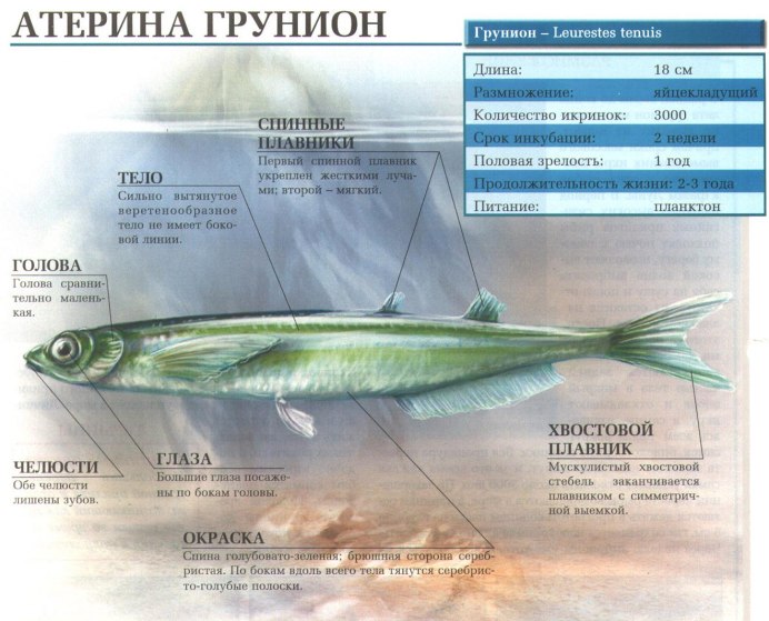 Grunion Fish