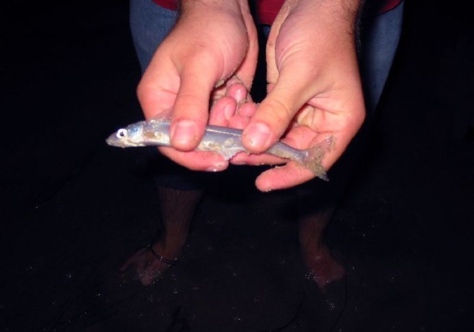 Leuresthes tenuis