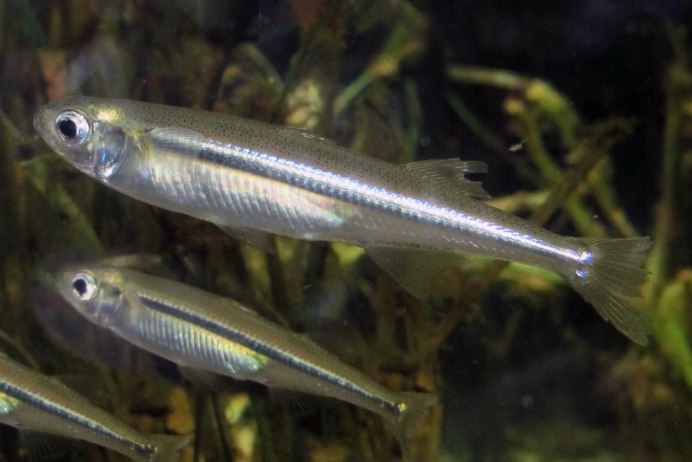 Atherina boyeri