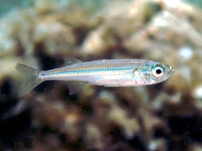Atherina hepsetus