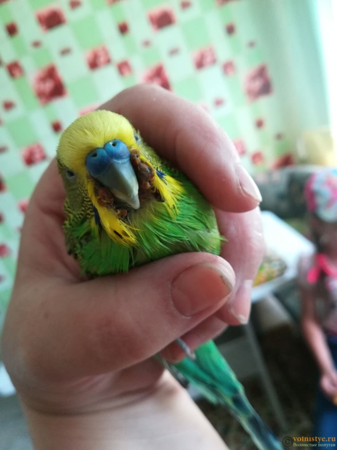 Budgie 2006