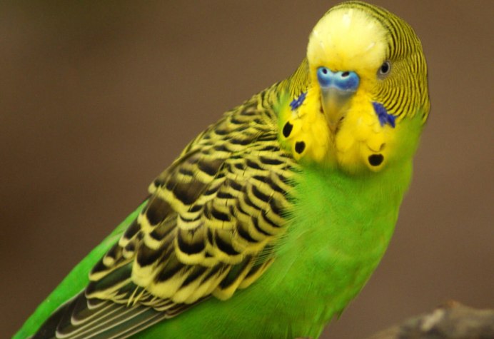 Фото волнистый попугайчик Melopsittacus undulatus / budgerigar