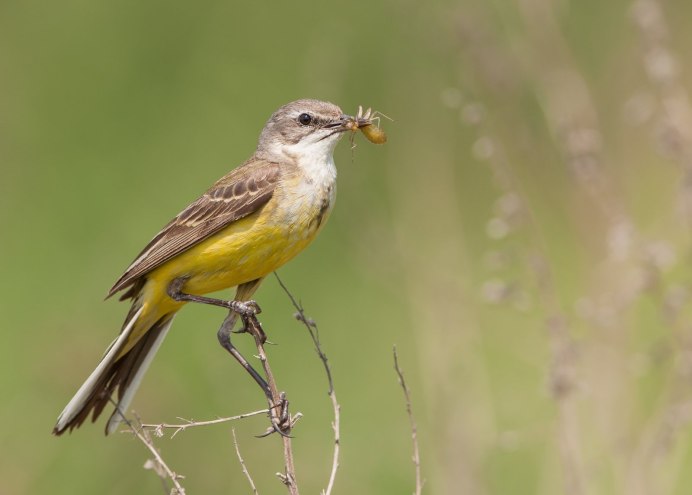 Сине желтая птица