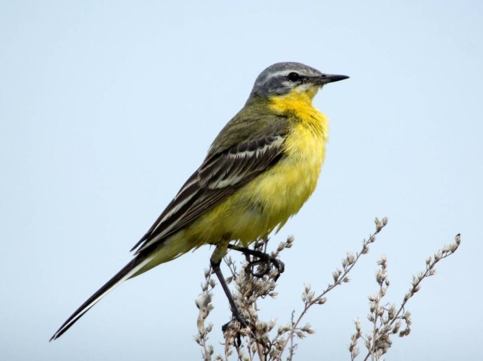 Желтая птица