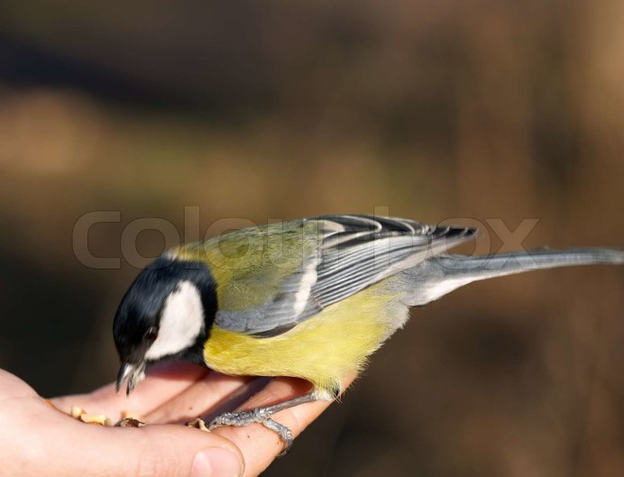 Сине оранжевая птица