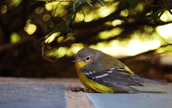 Жёлтая трясогузка (Motacilla Flava). Птицы Сибири