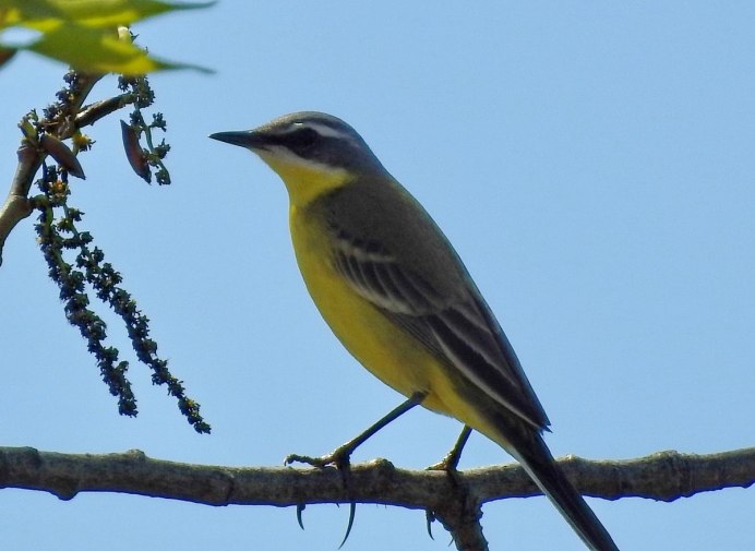Отряд воробьиных желтогрудка