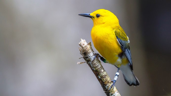 Птичка с желтеньким животиком