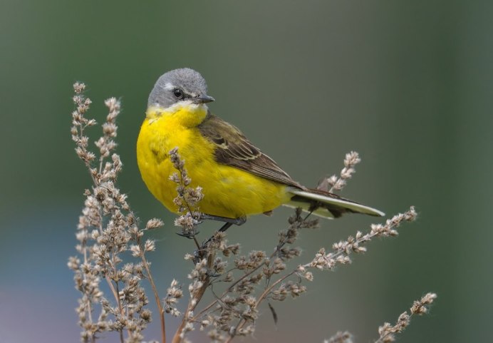 Жёлтая трясогузка (Motacilla Flava). Птицы Сибири