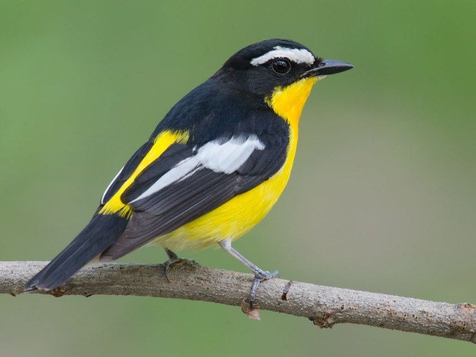 Тотем синица