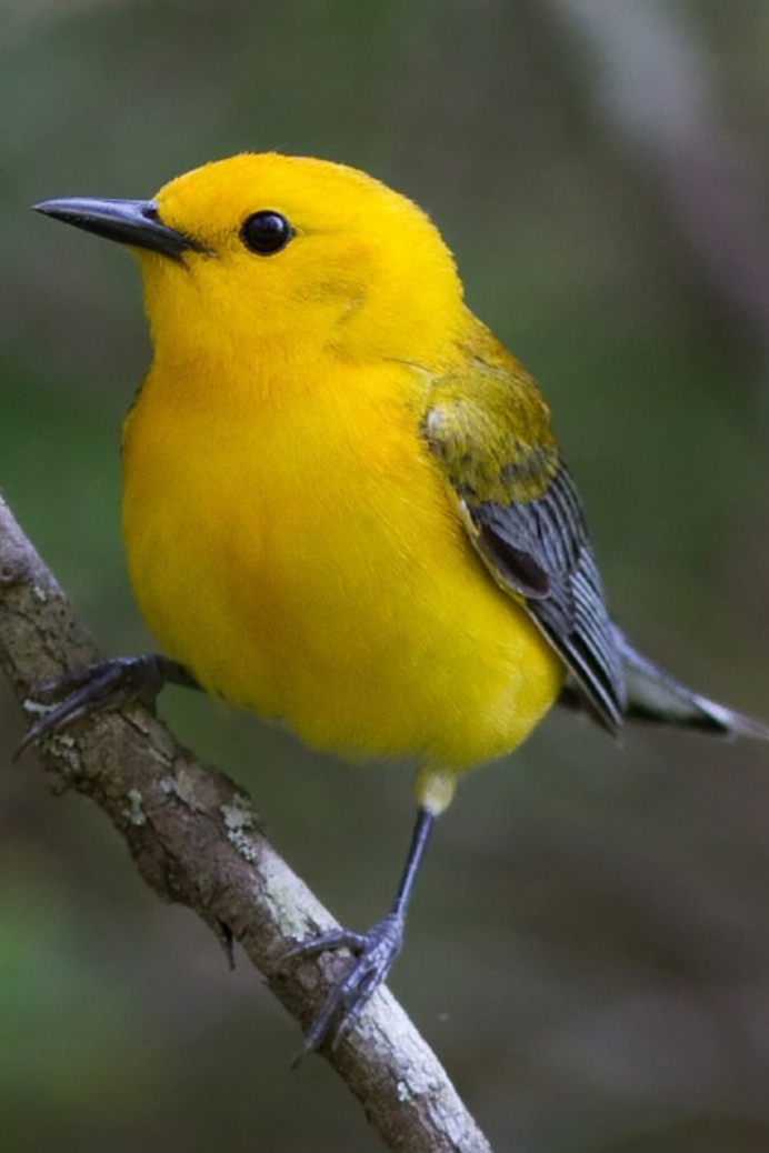 Отряд Воробьинообразные синица