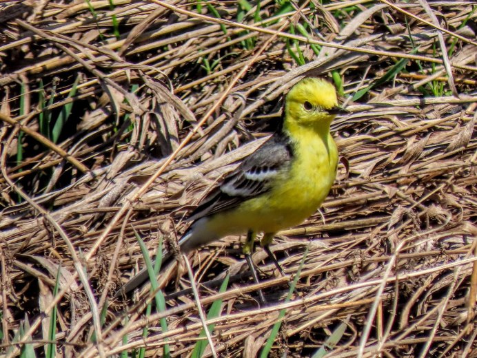 Восточный Луговой трупиал