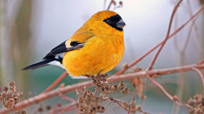 Маленькая желто-зеленая птичка