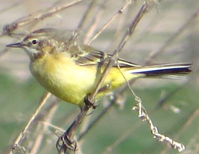 Желтогрудая овсянка