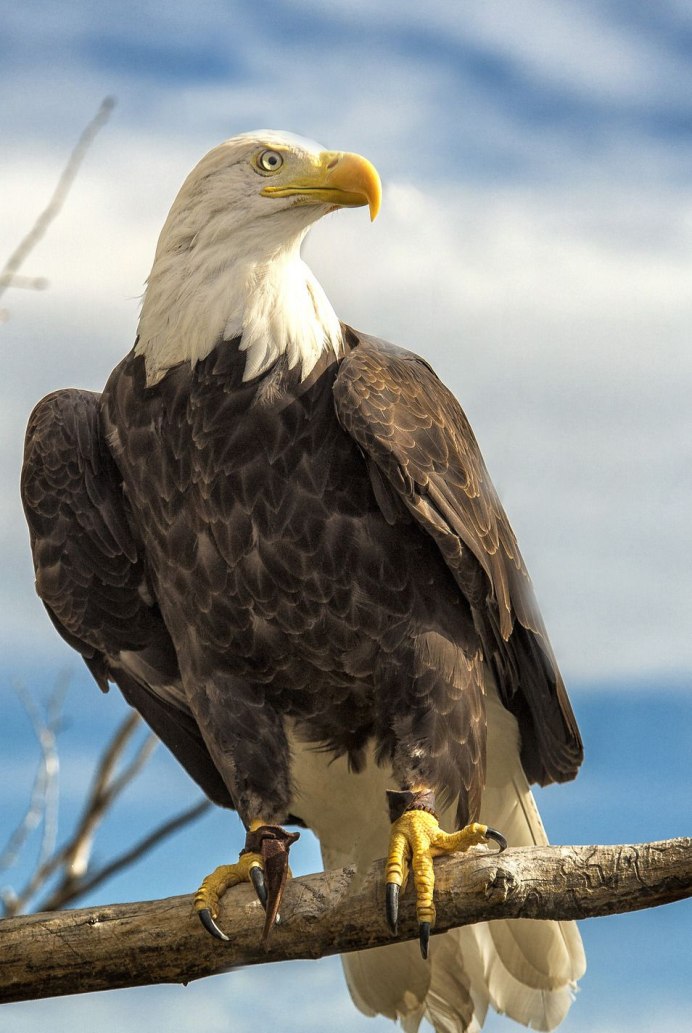 Орёл подорлик малый