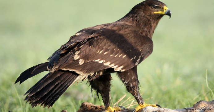 Гарпия Орел с человеком