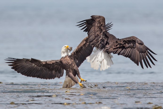 Гарпия Марвин