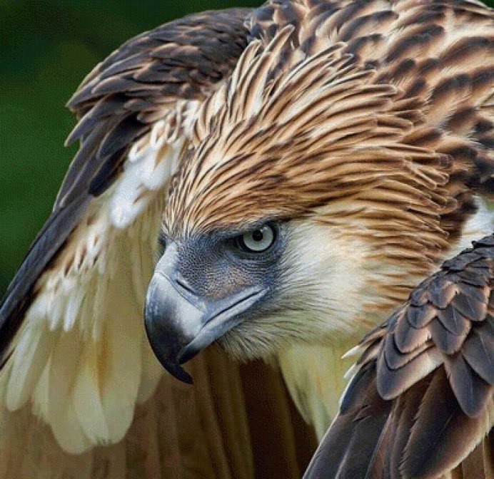 Орлан в Северной Америке