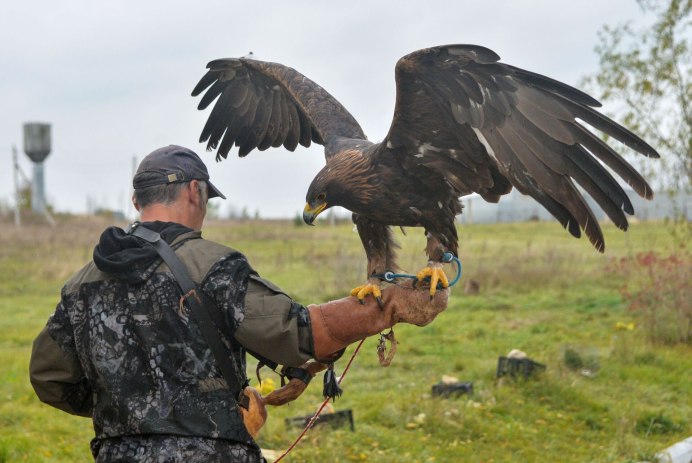 Андский Кондор размах крыльев вес