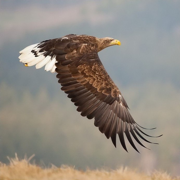 Орёл Орлан белоголовый