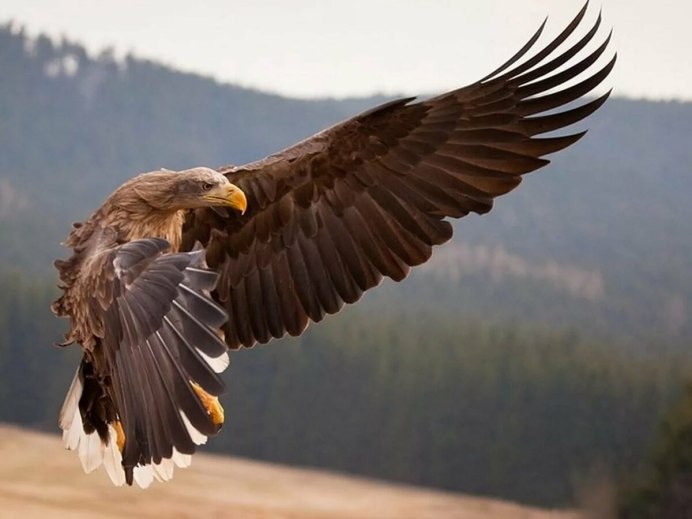 Орёл Орлан белоголовый