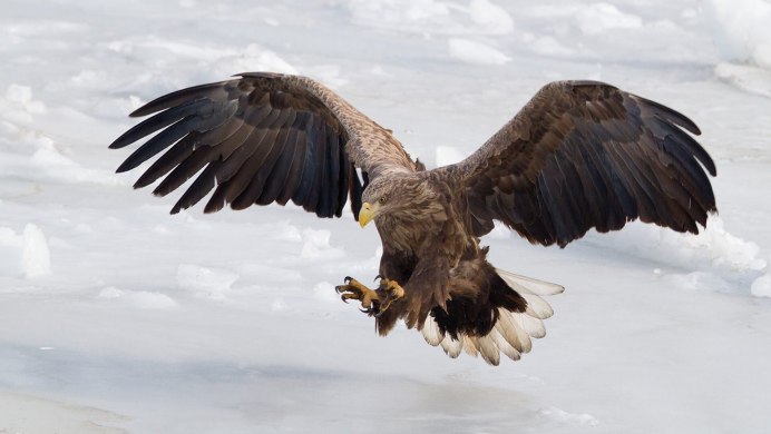 Птица Орел Беркут