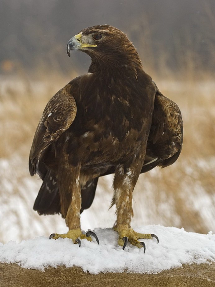 Цапля Голиаф охота