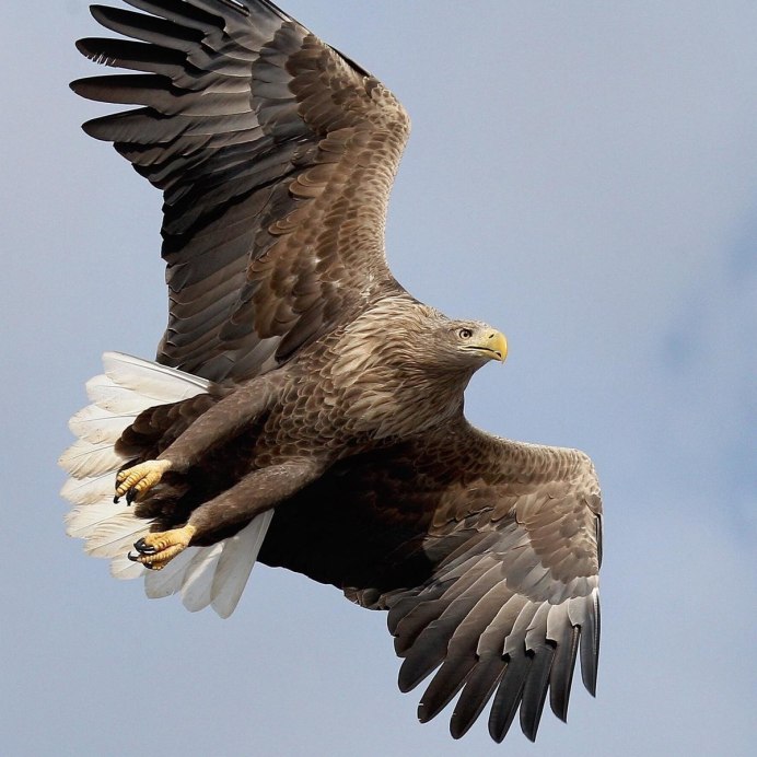 Клюв Беркута