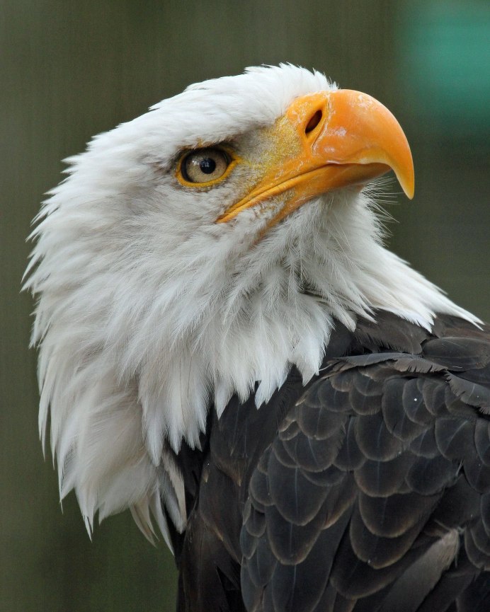 Гордая птица