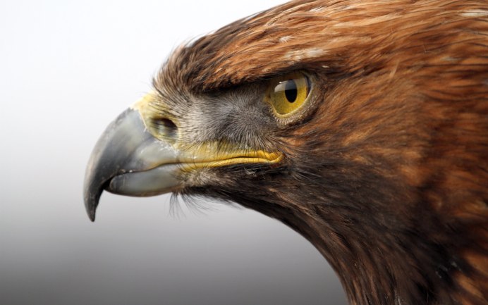 Сокол Сапсан