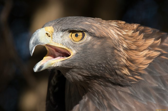 Хищные Сокол орёл ястреб