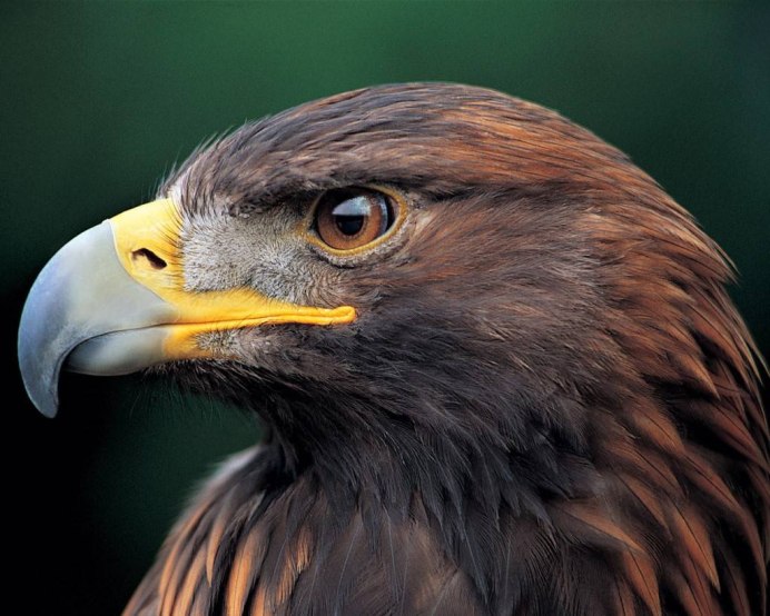 Клюв Сапсана