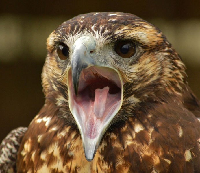 Глаза хищных птиц