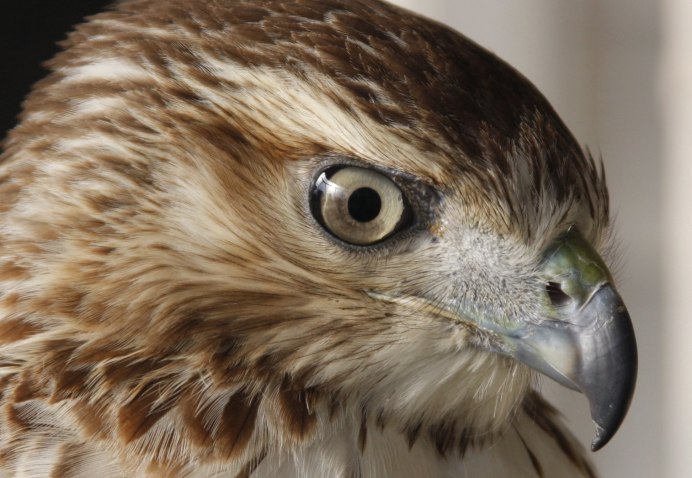 Канюк фото птицы