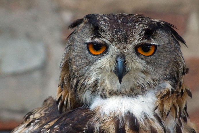 Филин Bubo Bubo ареал