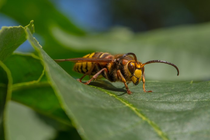 Wasps Anglo