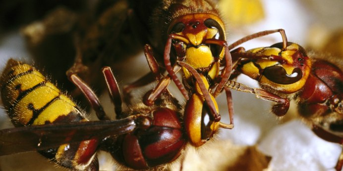 Шершень обыкновенный Vespa crabro