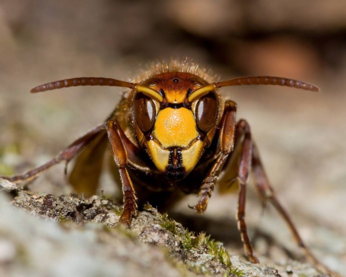 Vespa mandarinia Шершень