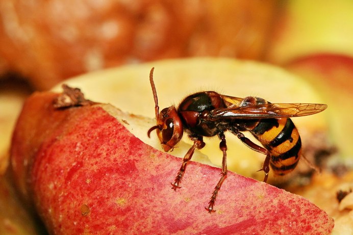Vespa mandarinia Шершень