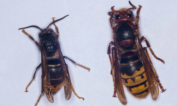 Шершень обыкновенный Vespa crabro