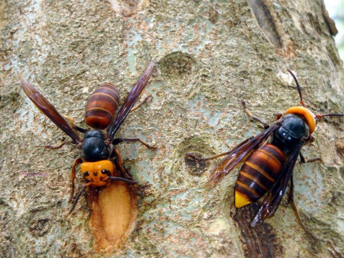 Bark Hornet