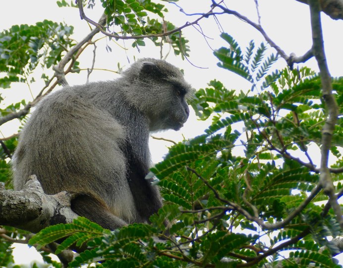 Allenopithecus nigroviridis