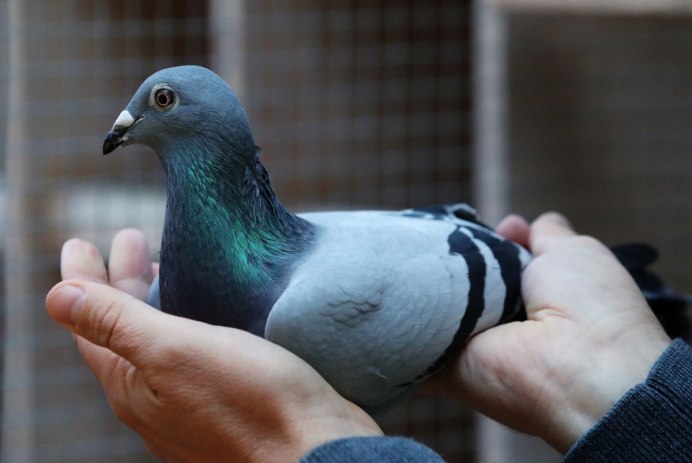Pigeon Sound