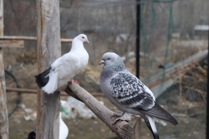 Pigeon Poo